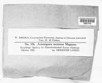 Acarospora montana image